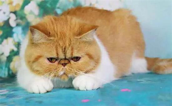 加菲猫体外驱虫方法