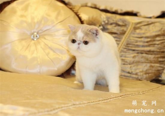 加菲猫养育常见问题解决方案