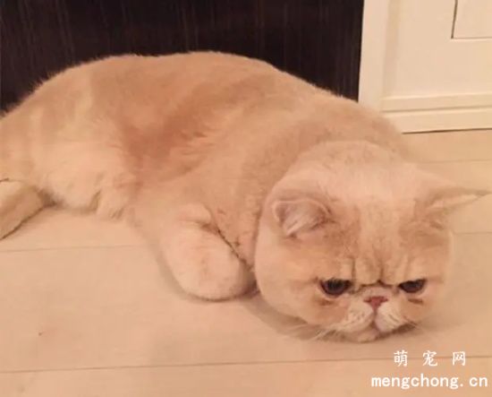 加菲猫和暹罗猫谁更聪明呢？