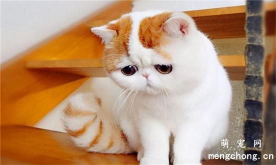 加菲猫怎么养