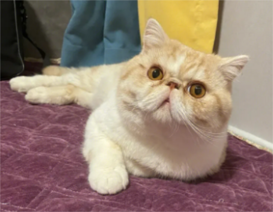 加菲猫拉稀怎么办?