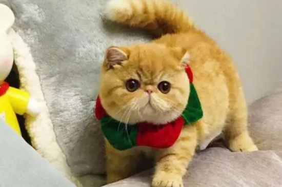 加菲猫拉稀怎么办?