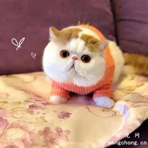加菲猫有泪痕怎么办?