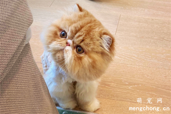 加菲猫经常挑食怎么回事？
