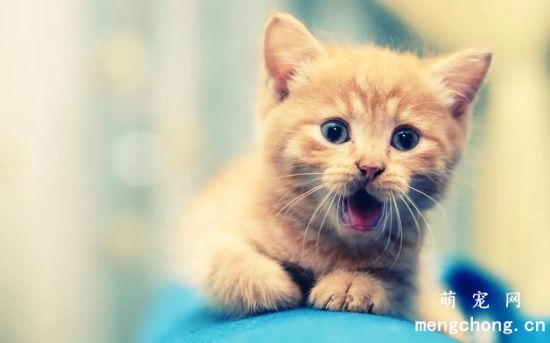 十几天的小猫为什么一直叫?