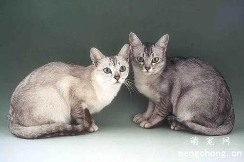 博美拉猫形态特征，生活习性和驯养知识