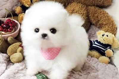 专美犬几钱一只，起码要这个数 