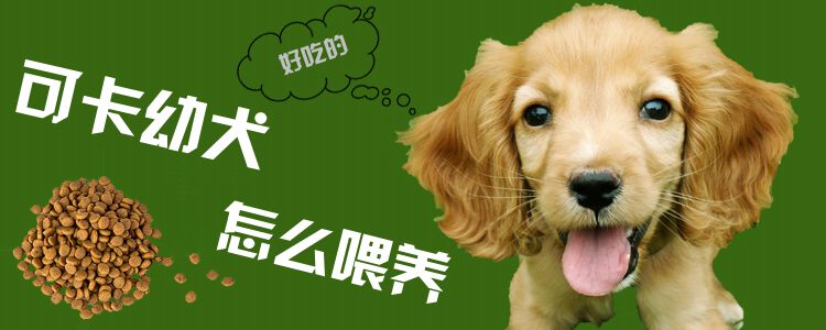 可卡幼犬怎样豢养