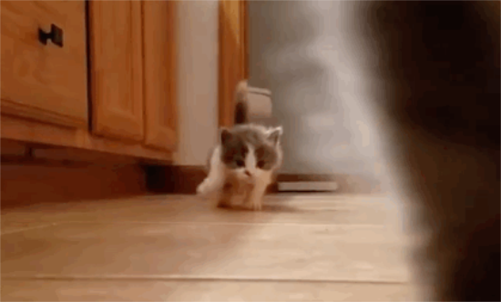  实战篇！各个阶段猫咪喂养攻略，来对号入座！