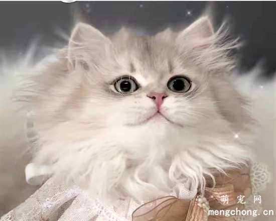 听说猫咪在装傻？猫咪是聪明的生物吗