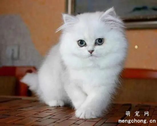 听说猫咪在装傻？猫咪是聪明的生物吗