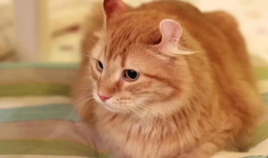 咬人的猫怎么治