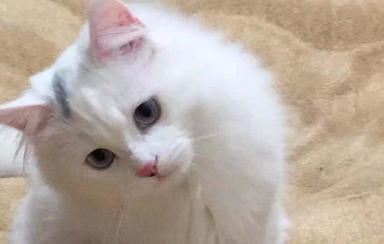 咬人的猫怎么纠正？