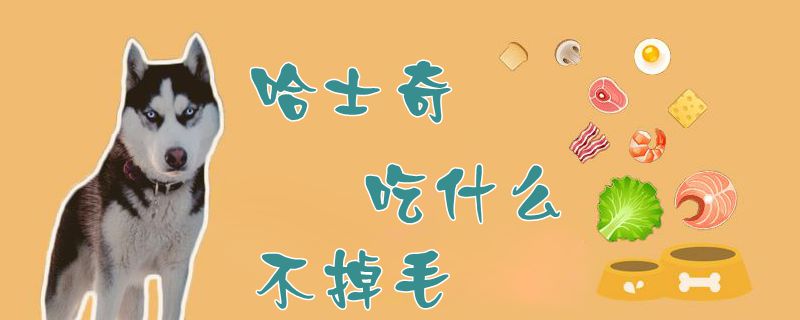哈士奇吃什么不掉毛(图1) 哈士奇吃什么没有掉毛1