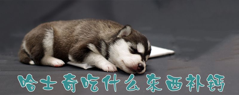 哈士奇吃什么物品补钙1
