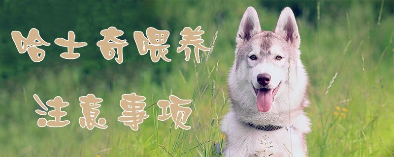 哈士奇豢养注沉事项1