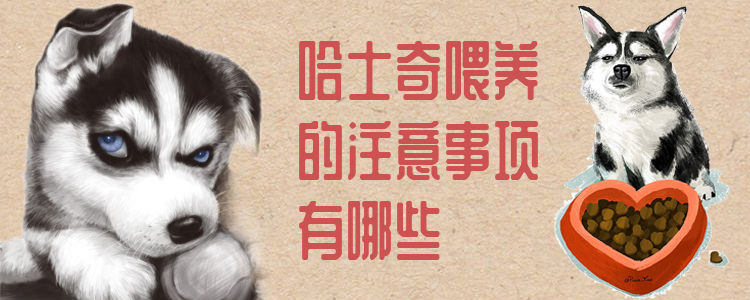 哈士奇豢养的注重事项有哪些