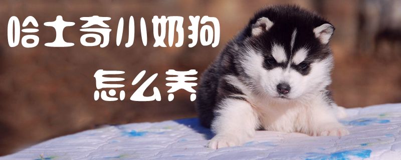 哈士奇小奶狗怎样养1
