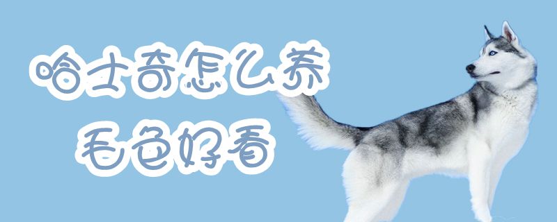 哈士奇怎样养毛色佳瞅