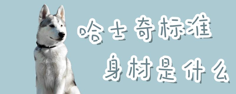 哈士奇尺度身材是什么