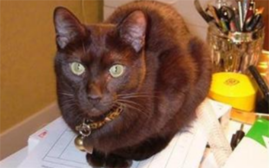哈瓦那棕猫受伤怎么处理 哈瓦那猫受伤紧急处理方法
