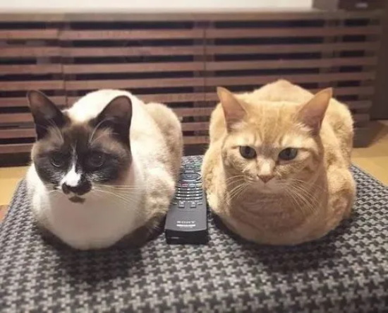 哪些原因会导致猫咪呕吐 猫咪呕吐原因
