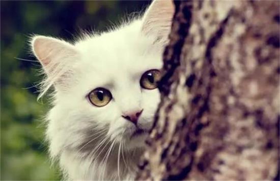 哪些水果猫咪不能吃