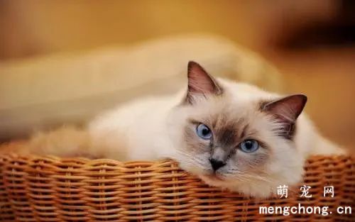 哪些水果猫咪不能吃