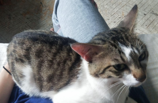 哪些食物不能随意给猫吃