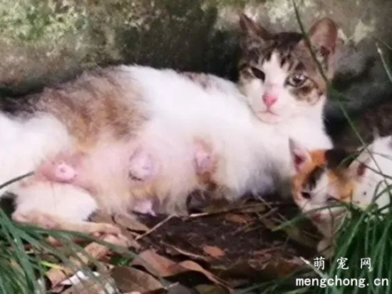 哺乳期母猫为什么一直叫