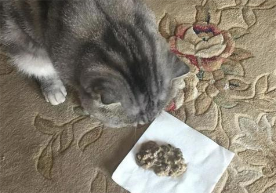 哺乳期母猫呕吐是什么原因