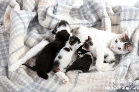 哺乳期猫咪需要注意一些什么问题