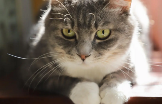 喂养狸花猫的方法