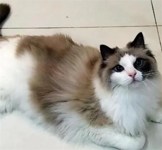 喂养猫咪的误区有哪些？