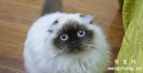 喜马拉雅猫吃什么比较好