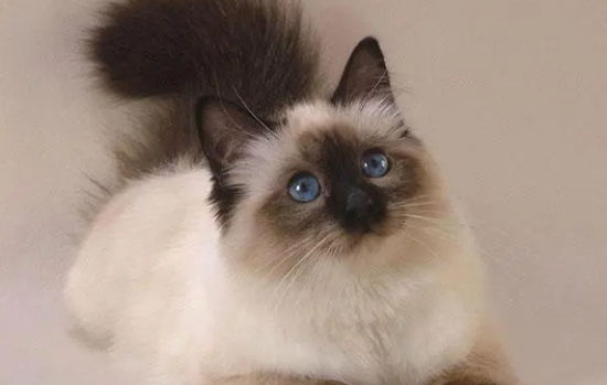 喜马拉雅猫咳嗽怎么办