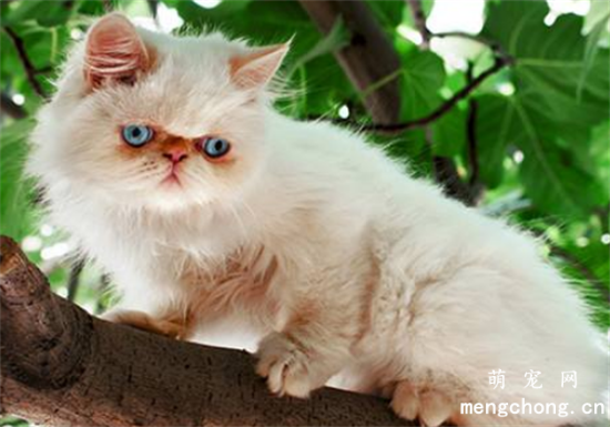 喜马拉雅猫是否粘人