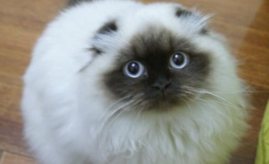 喜马拉雅猫的食物禁忌有哪些
