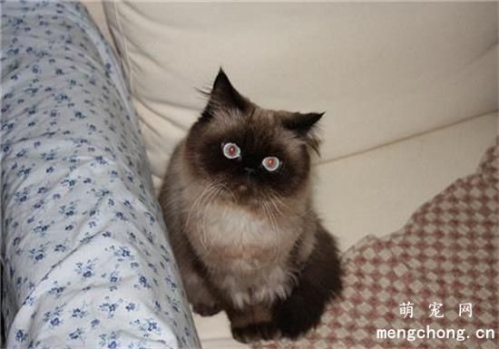 喜马拉雅猫要怎么护理 毛发梳理要求