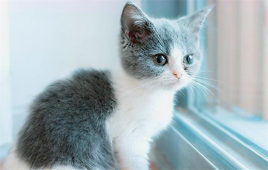 四个月小猫会怀孕吗