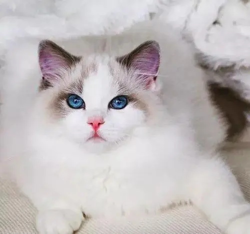 四个月布偶猫突然没精神，不怎么吃东西！