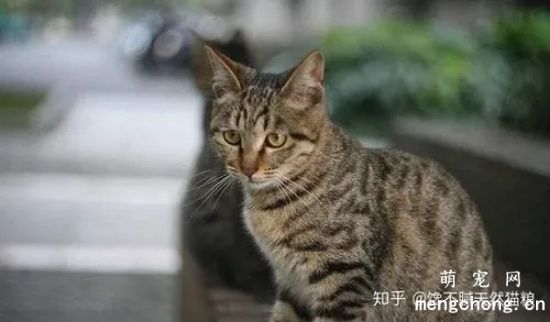 土猫为什么越来越多人养？