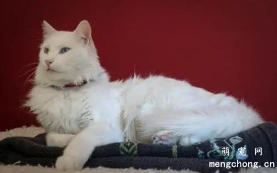 土耳其安哥拉猫好养吗 