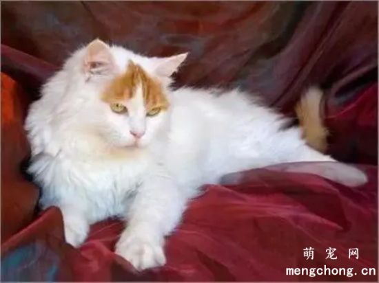 土耳其梵猫好养吗？土耳其梵猫性格特点