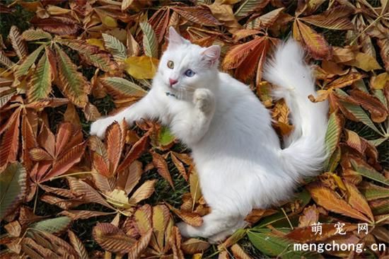 土耳其梵猫有几种颜色