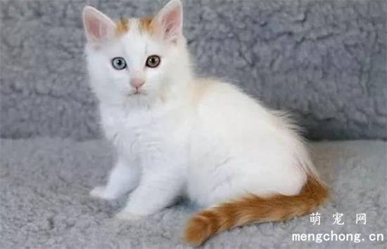 土耳其梵猫的缺点是什么