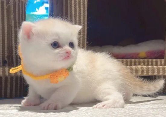 土耳其梵科迪斯猫忌食的食物有哪些