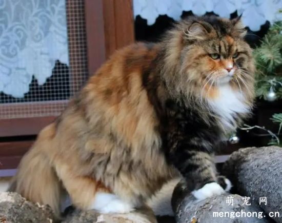 在俄罗斯能见到的宠物猫有哪些呢？