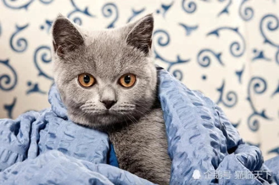 在家怎么给猫打针 给猫打针的手法及注意事项