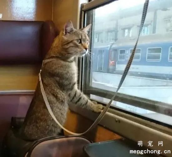 地铁带猫包的猫可以上地铁吗